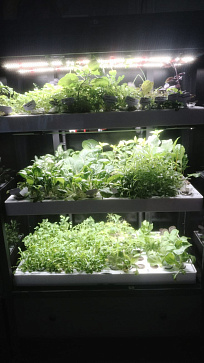 Умная теплица  "Дюймовочка" настольная Greenbar для выращивания цветов, ягод и пряных трав – портал поставщиков НСППО - 6